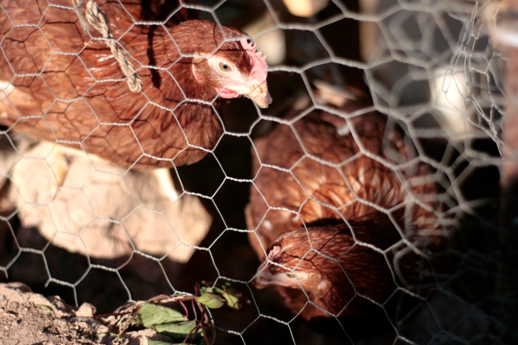 Habitantes del gallinero del huerto urbano de Benimaclet.