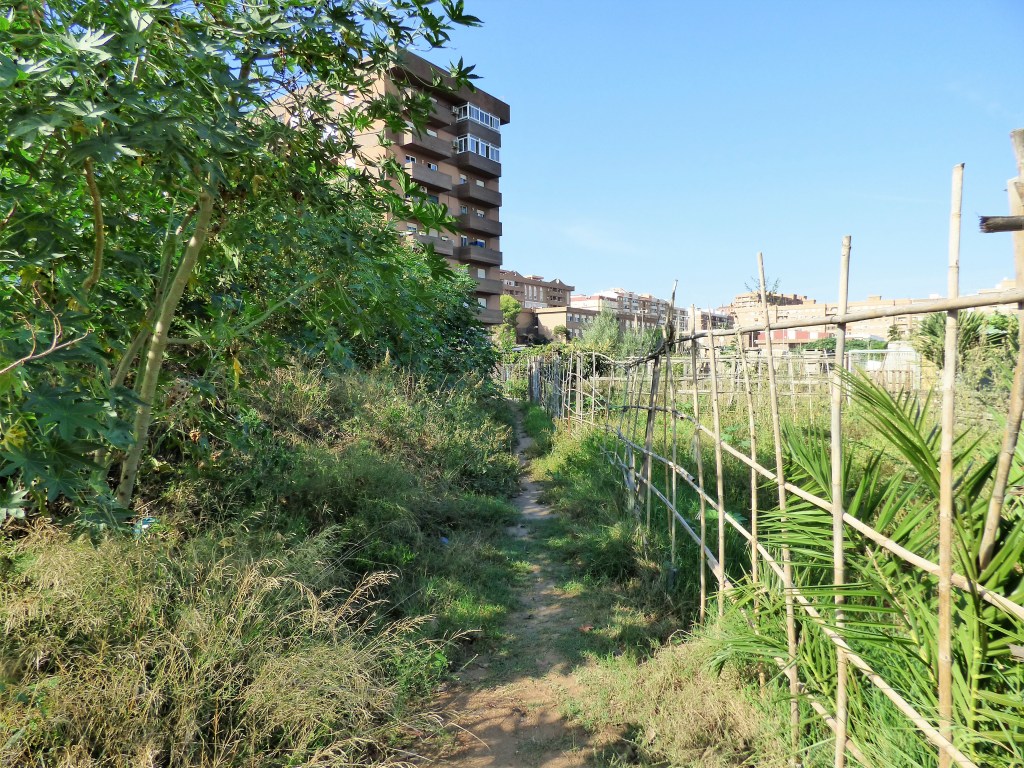 Huertas en Benimaclet, en terrenos del PAI