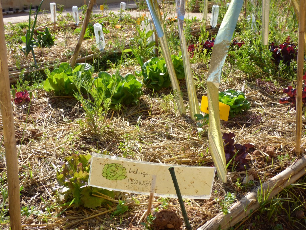 Huerto del colegio municipal Benimaclet
