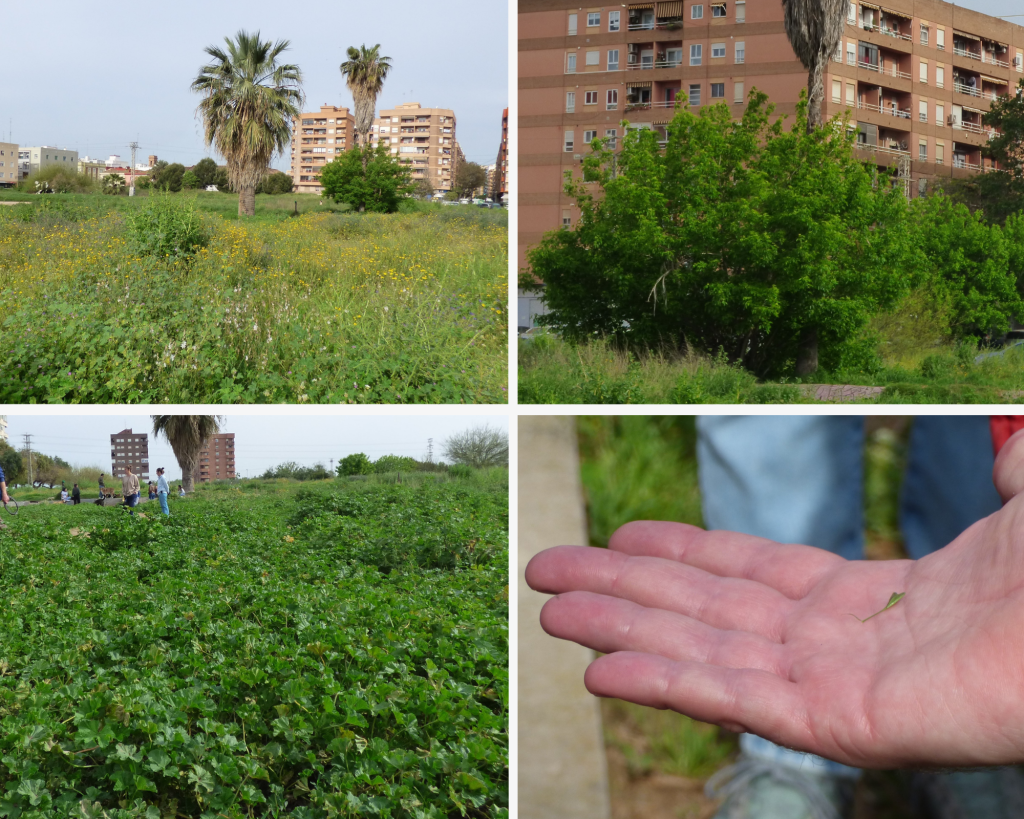 Palmeras, arce, malvas y, en la mano, fruto de bolsa de pastor: algunas de las plantas que crecen en un solar de Benimaclet.
