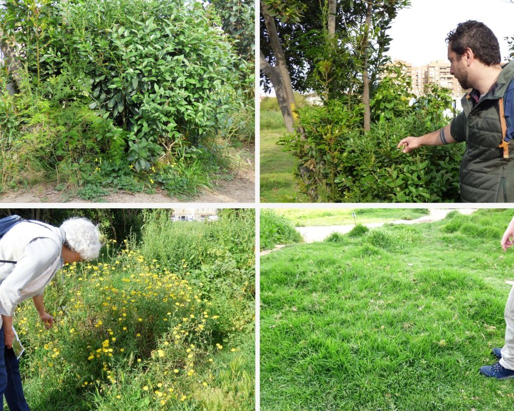 Algunas de las plantas que se pueden encontrar en un descampado de Benimaclet, con Marco Ranieri como guía
