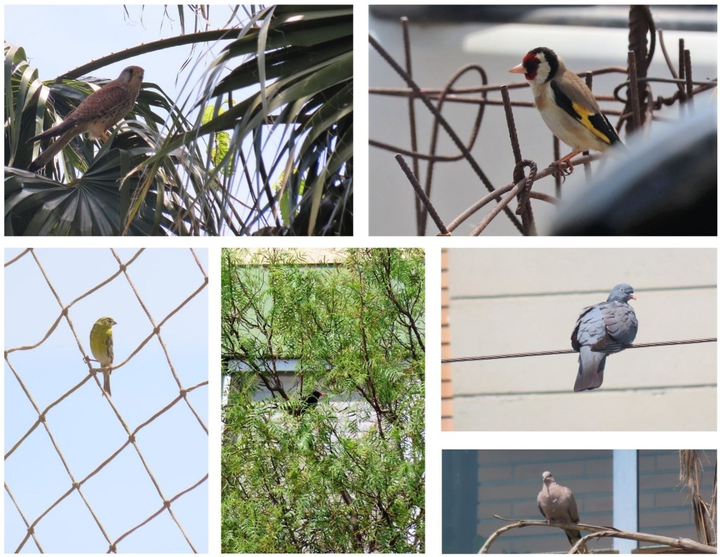 Ejemplares de cernícalo, jilguero, verdecillo, mirlo, paloma torcaz y tórtola turca avistados en Benimaclet