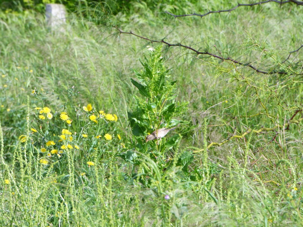 Pájaros en Benimaclet