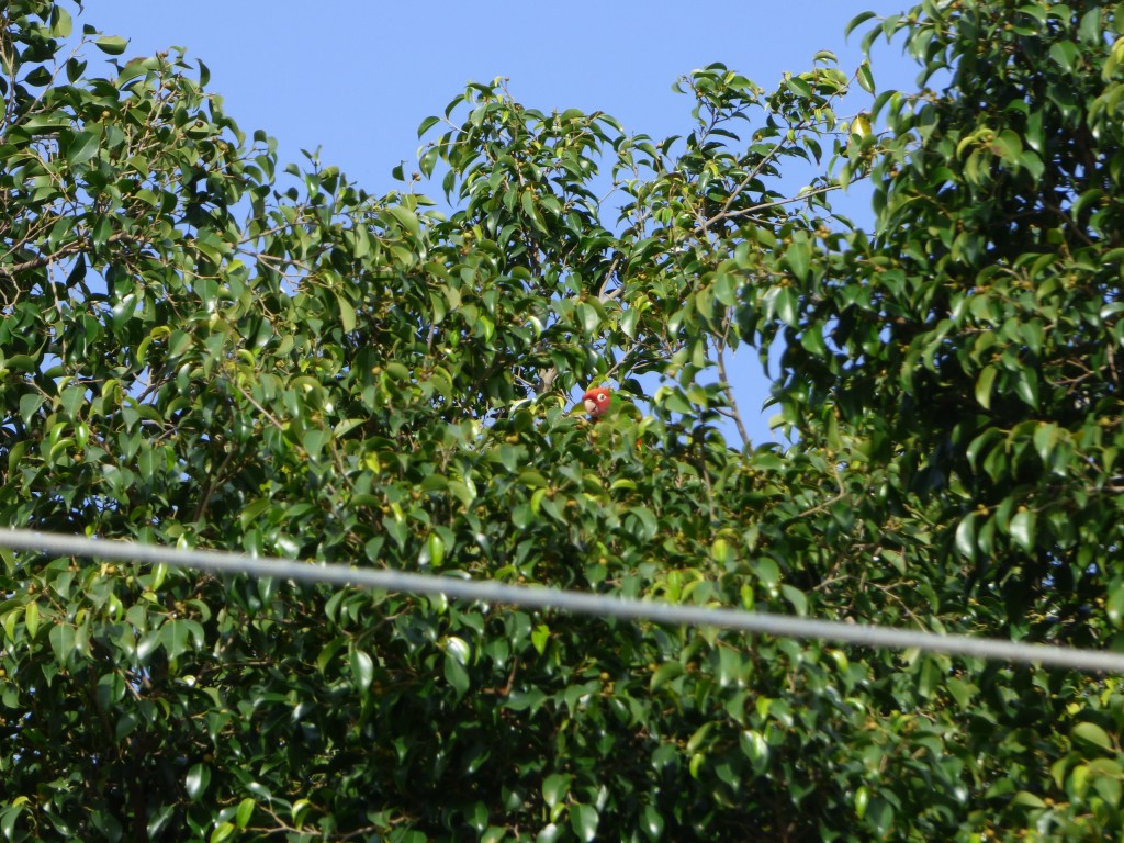 Una cotorra de Guayaquil en Benimaclet.