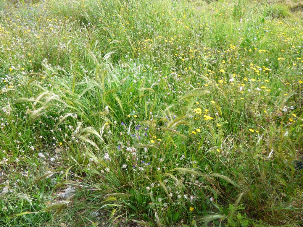 Plantas de Benimaclet